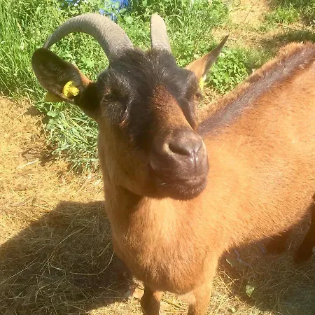 Роскошный шатер Yourte Mongole *