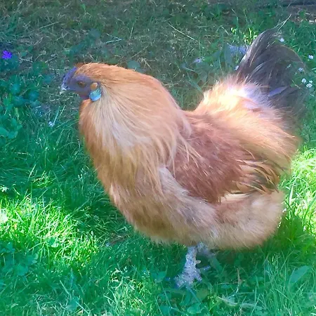 豪华帐篷 Yourte Mongole