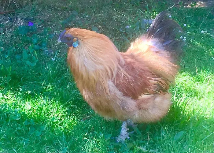 Campo de lujo Yourte Mongole